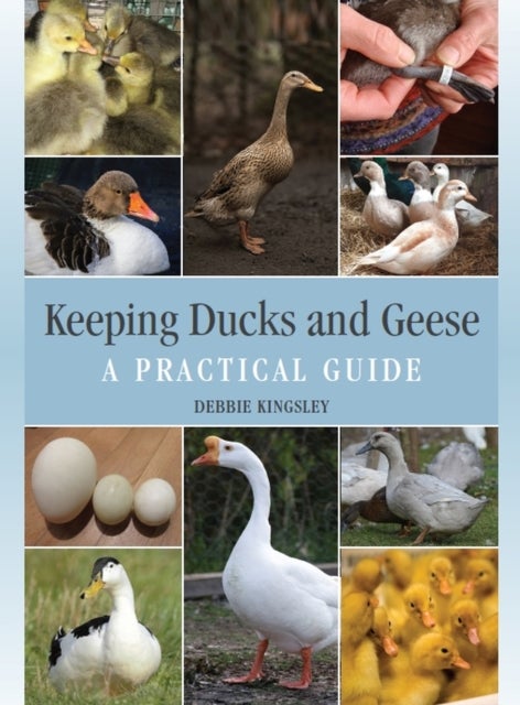 Bilde av Keeping Ducks And Geese Av Debbie Kingsley