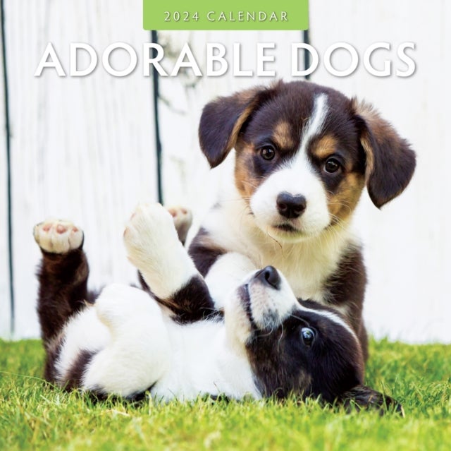 Bilde av Adorable Dogs 2024 Square Wall Calendar