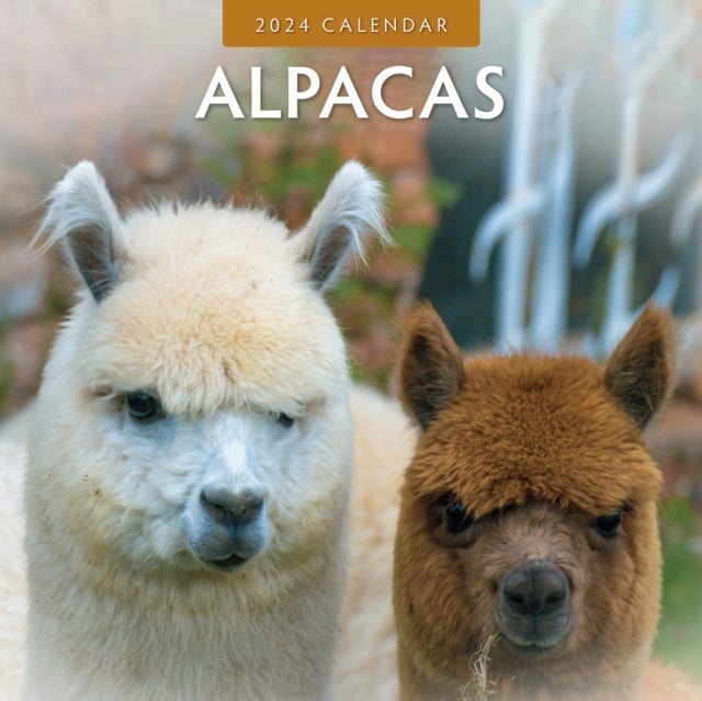 Bilde av Alpacas 2024 Square Wall Calendar