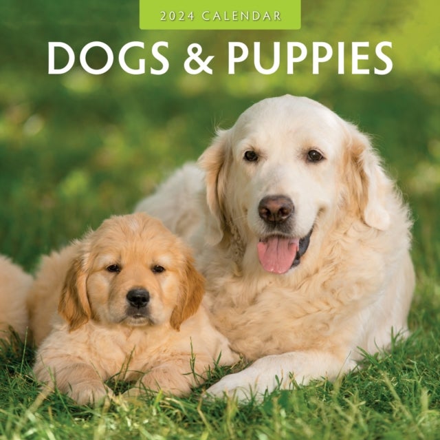 Bilde av Dogs &amp; Puppies 2024 Square Wall Calendar Av Red Robin Publishing Ltd.