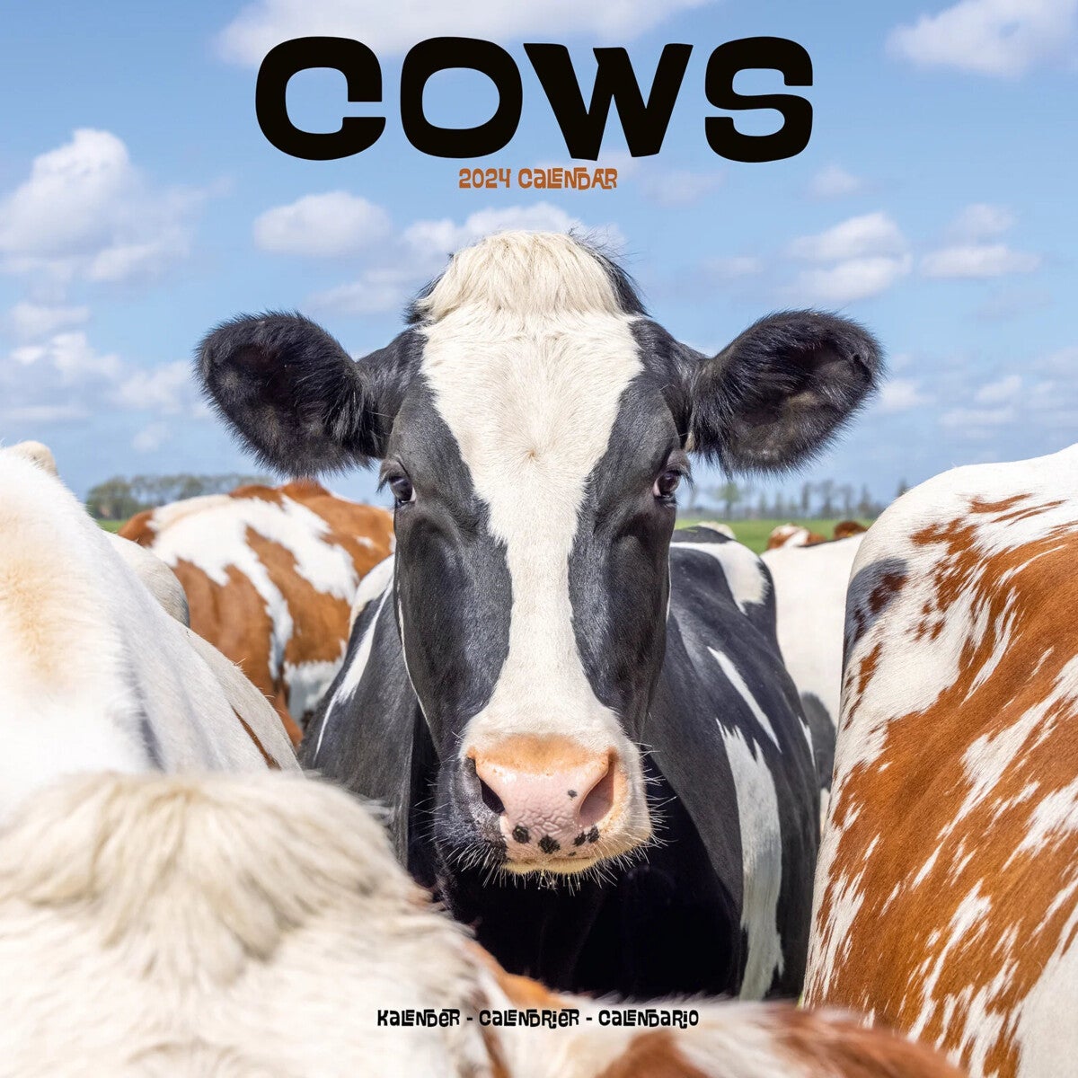 Kalender 2024 Cows 30x30cm