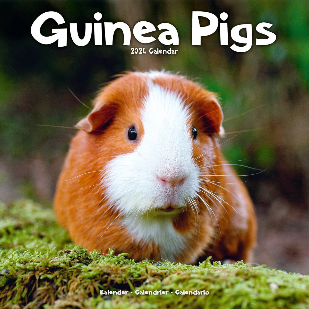 Kalender 2024 Guinea Pigs 30x30cm