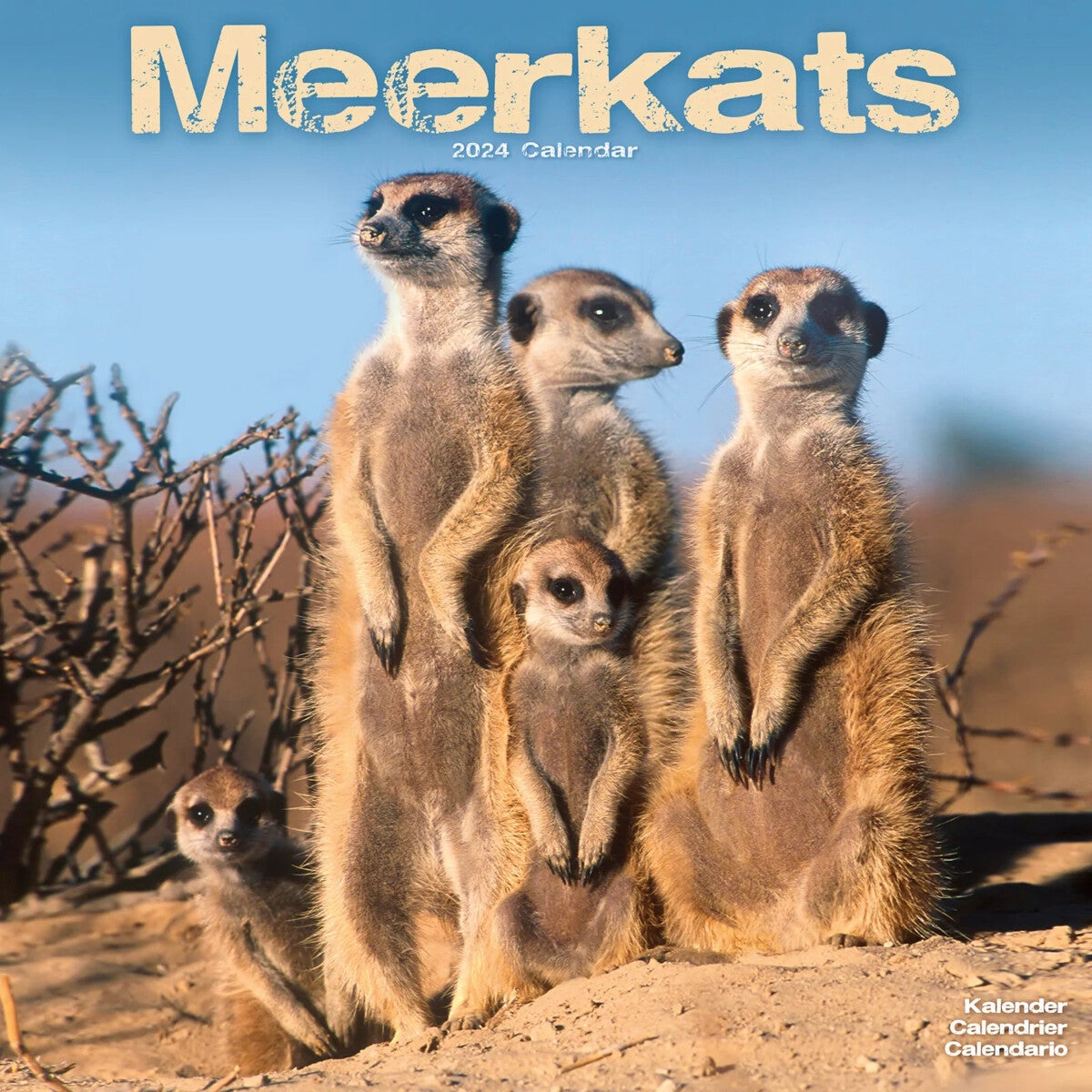 Kalender 2024 Meerkats 30x30cm