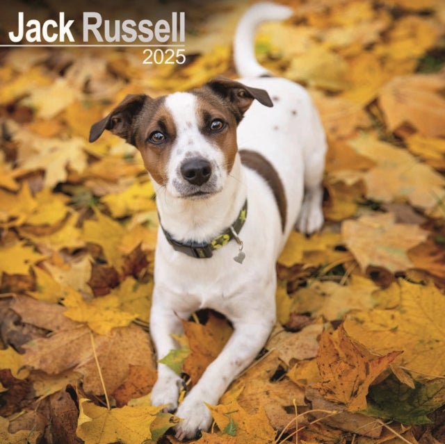 Jack Russell Square Wall Calendar 2025