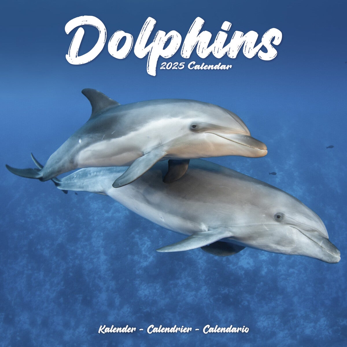 Kalender 2025 Dolphins 30x30cm