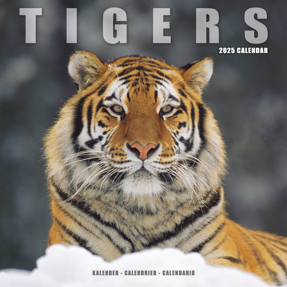 Kalender 2025 Tigers 30x30cm