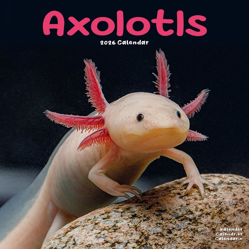 Kalender 2026 30x30 Axolotls