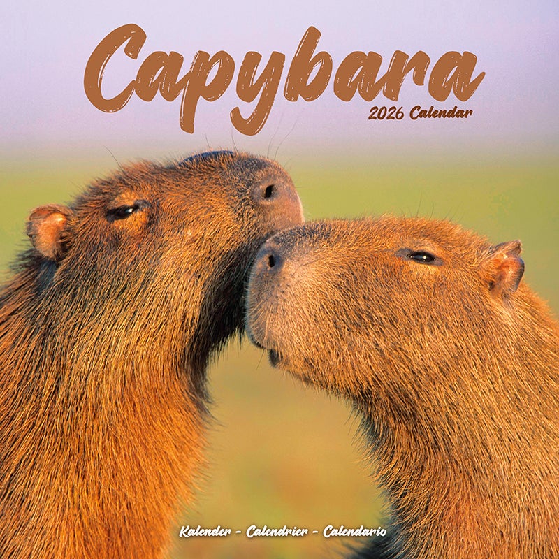 Kalender 2026 30x30 Capybara