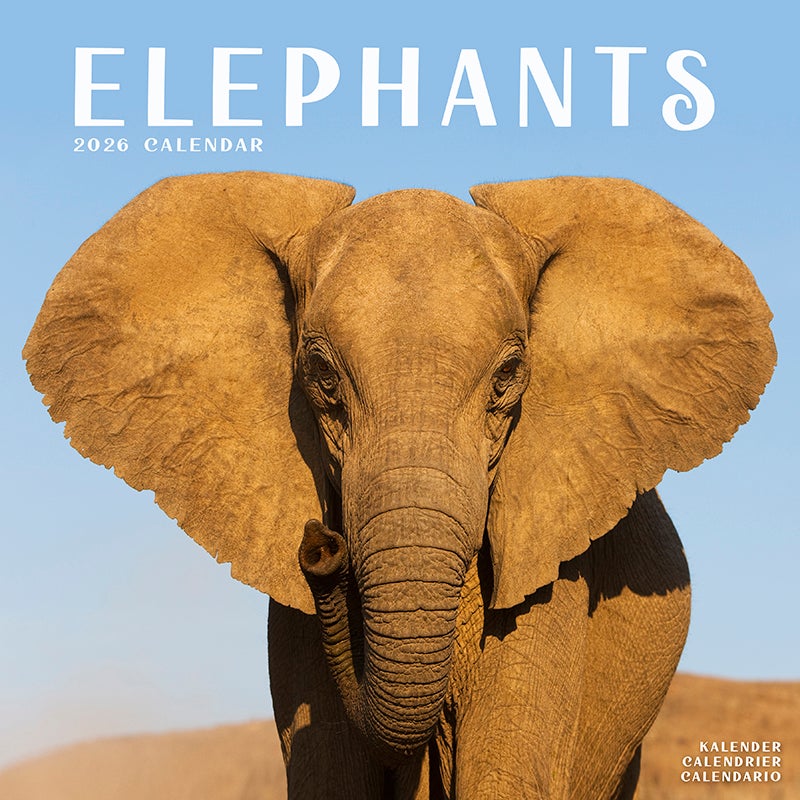 Kalender 2026 30x30 Elephants