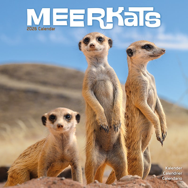 Kalender 2026 30x30 Meerkats