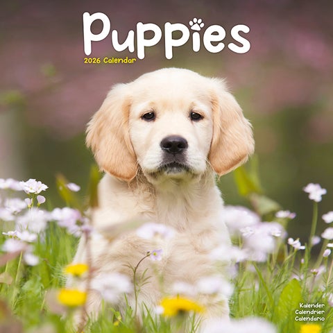 Kalender 2026 Puppies 30x30cm