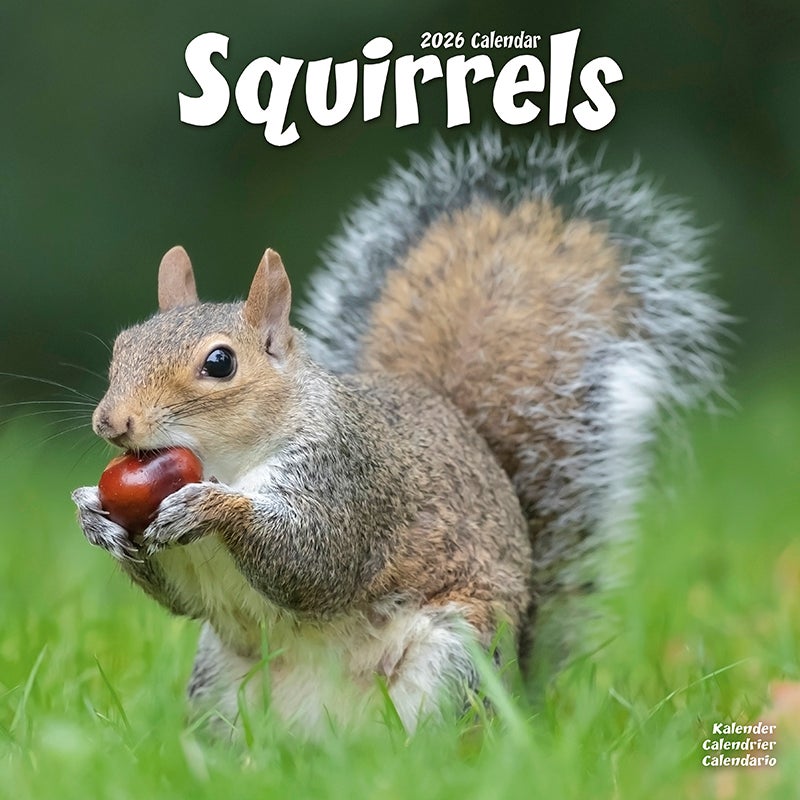 Squirrels Calendar 2026  Square Animal Wall Calendar - 16 Mo