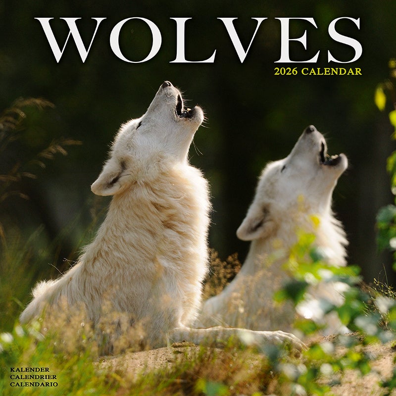 Kalender 2026 30x30 Wolves