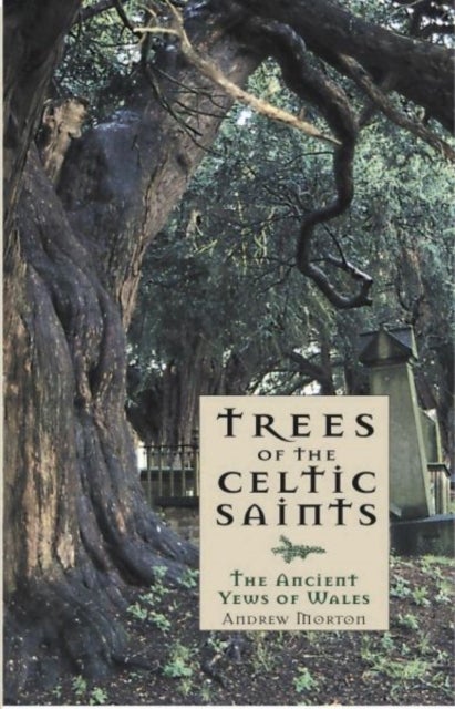 Bilde av Trees Of The Celtic Saints The Ancient Yews Of Wales Av Andrew Morton