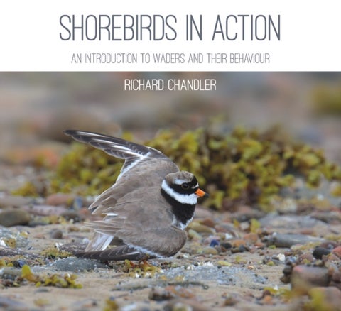 Shorebirds in Action - An Introduction to Waders and Their Behaviour