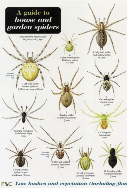 Bilde av A Guide To House And Garden Spiders Av Richard Lewington