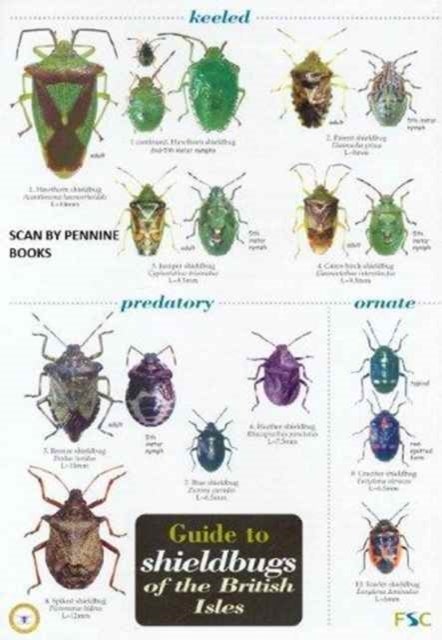Bilde av Guide To Shieldbugs Of The British Isles Av Bernard Nau