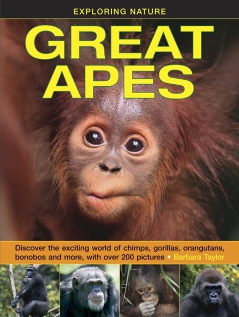Bilde av Exploring Nature: Great Apes Av Taylor Barbara