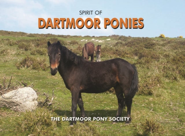 Bilde av Spirit Of Dartmoor Ponies Av Dartmoor Pony Society