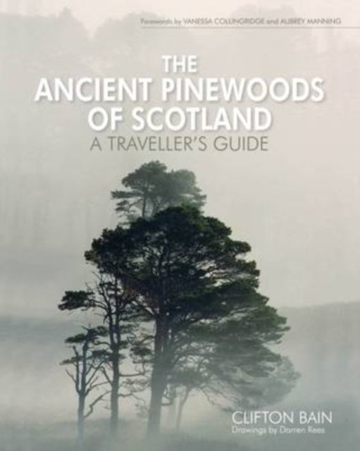 Bilde av The Ancient Pinewoods Of Scotland Av Clifton Bain