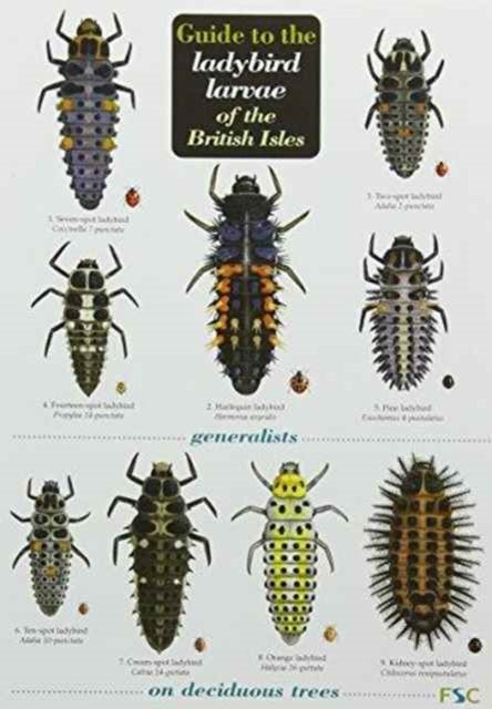 Bilde av Guide To The Ladybird Larvae Of The British Isles Av Peter Brown, Helen Roy, Richard F. Comont, Remy Poland