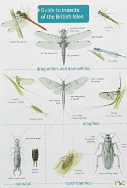 Bilde av Guide To Insects Of The British Isles Av Richard Lewington