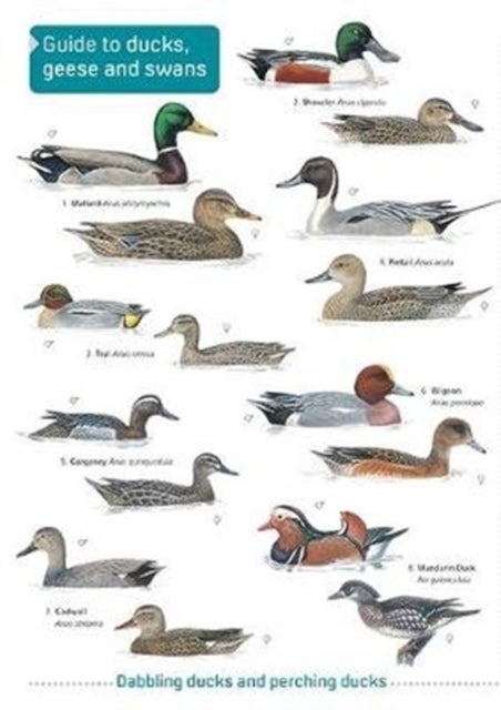 Bilde av Ducks, Geese And Swans