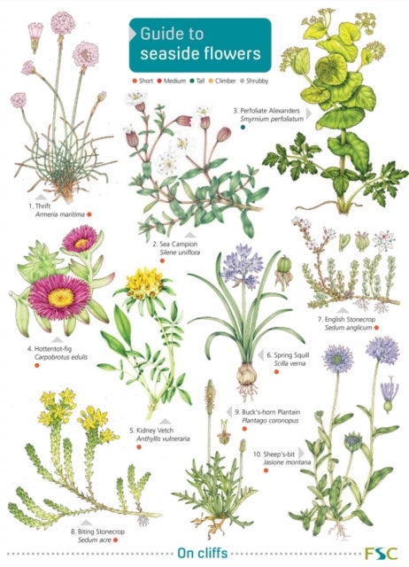 GUIDE TO SEASIDE FLOWERS