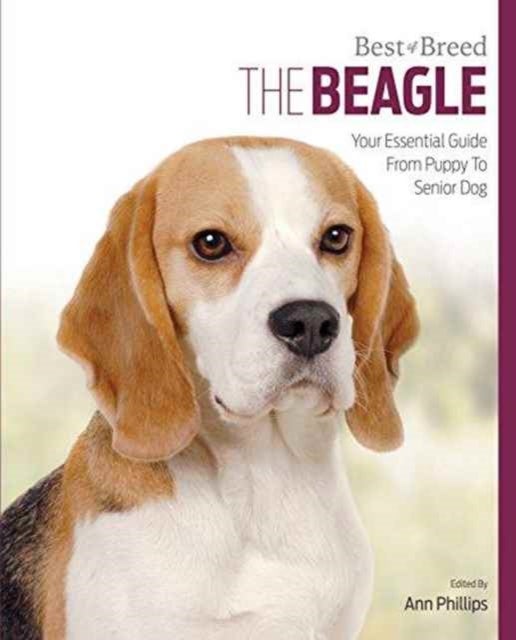 Beagle - Best of Breed