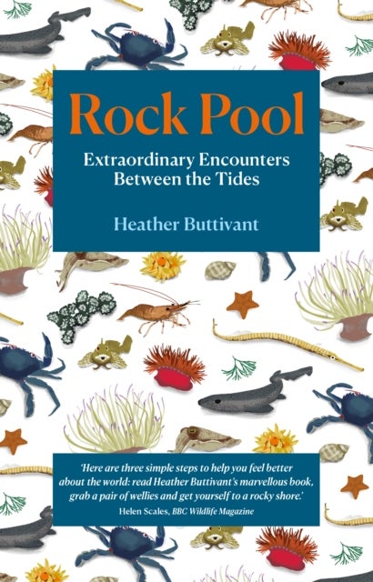 Rock Pool - Extraordinary Encounters Between the Tides