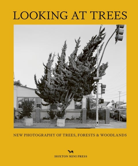 Looking At Trees - New Photography of Trees, Forests & Woodlands