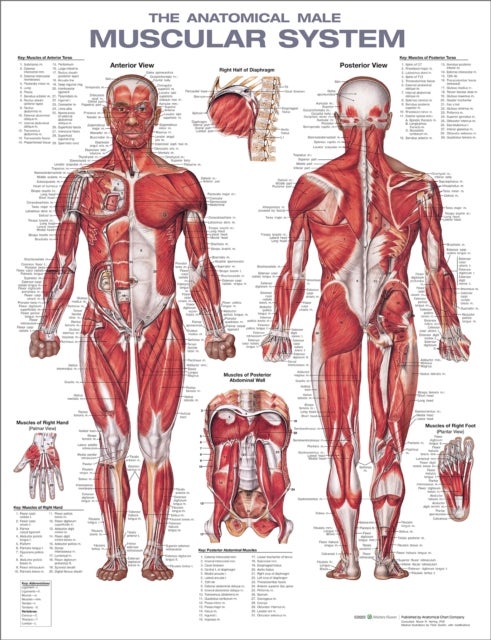Bilde av The Anatomical Male Muscular System Anatomical Chart