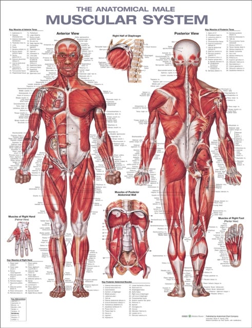 The Anatomical Male Muscular System Anatomical Chart - 2ed