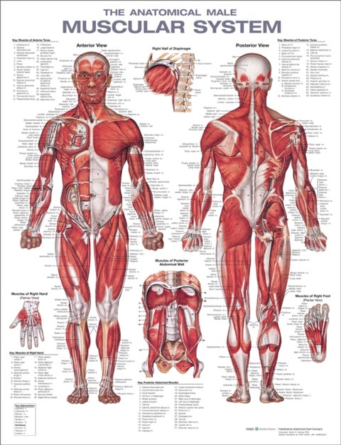 The Anatomical Male Muscular System Anatomical Chart - 2ed