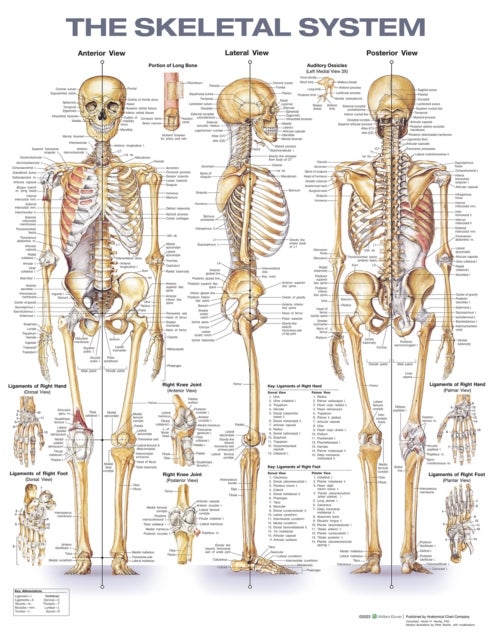 Bilde av The Skeletal System Anatomical Chart