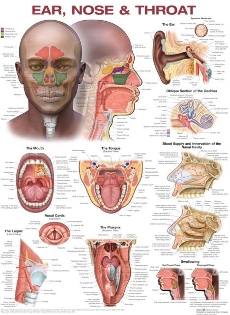 Ear Nose and Throat Anatomical Chart