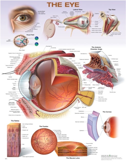 The Eye Anatomical Chart