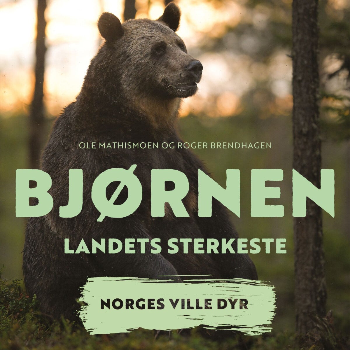 Bjørnen - landets sterkeste