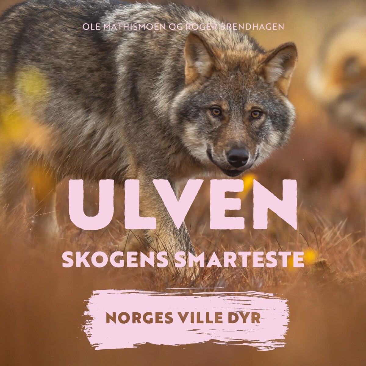 Ulven - skogens smarteste