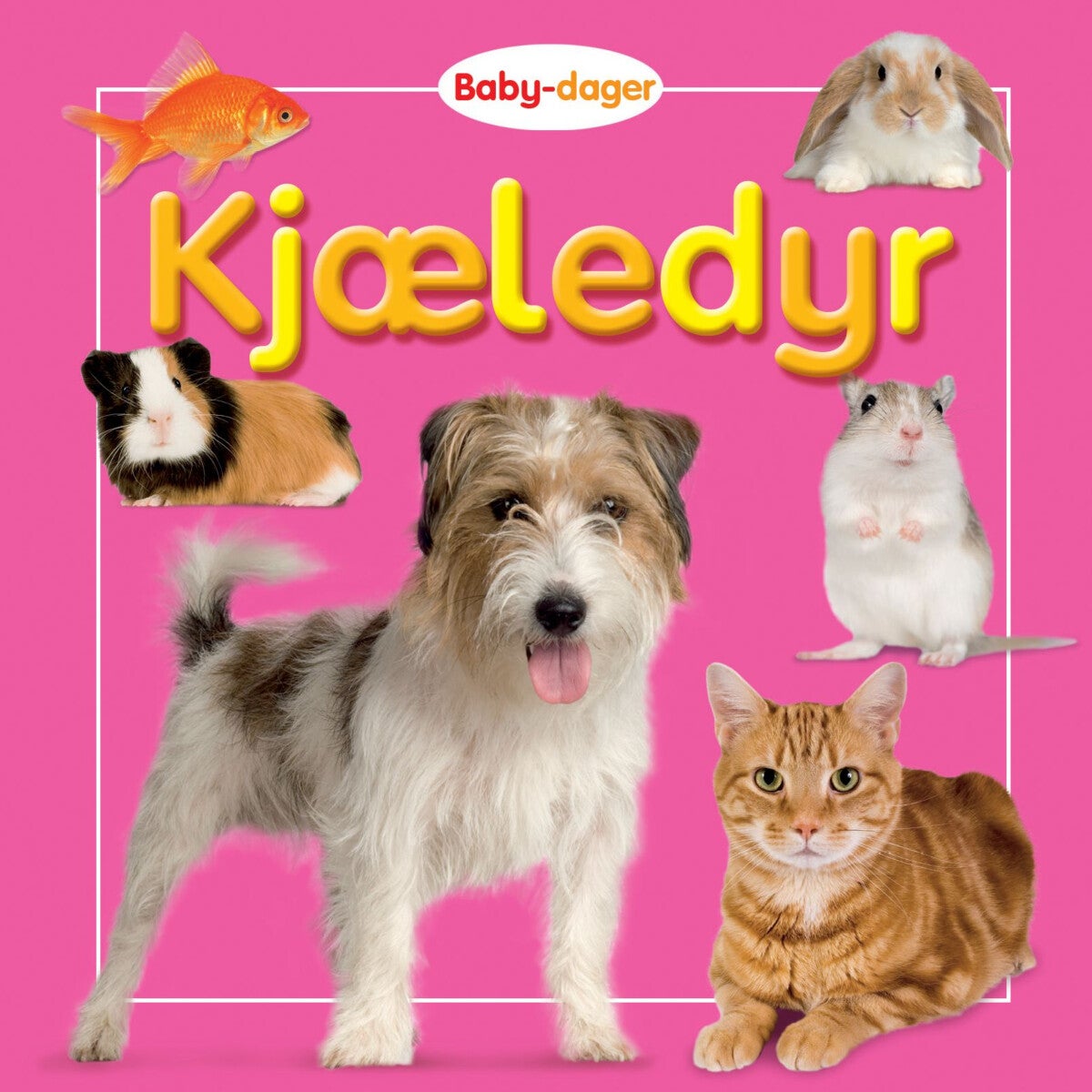 Kjæledyr