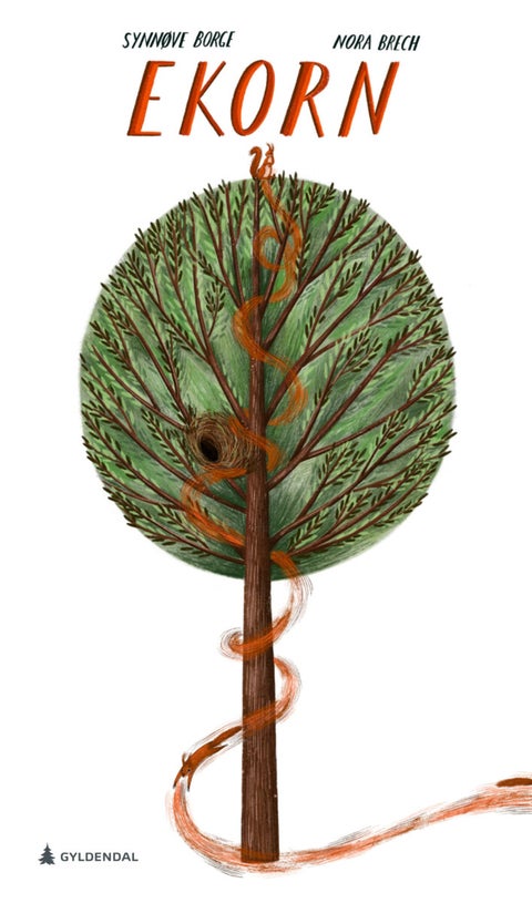 Ekorn - sciurus vulgaris