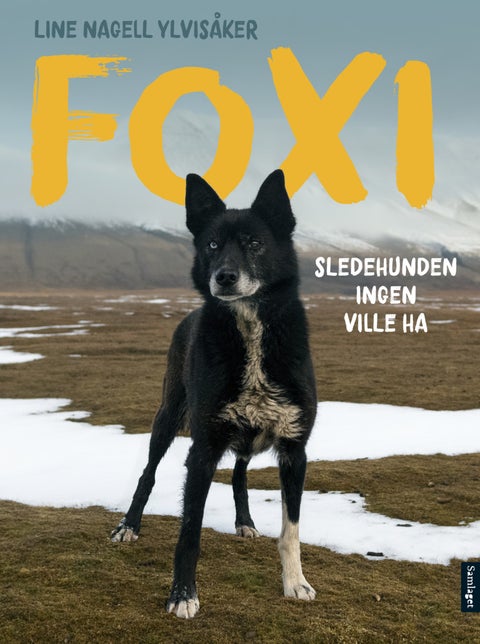 Foxi - sledehunden ingen ville ha
