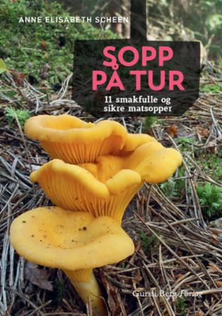 Sopp på tur - 11 smakfulle og sikre matsopper