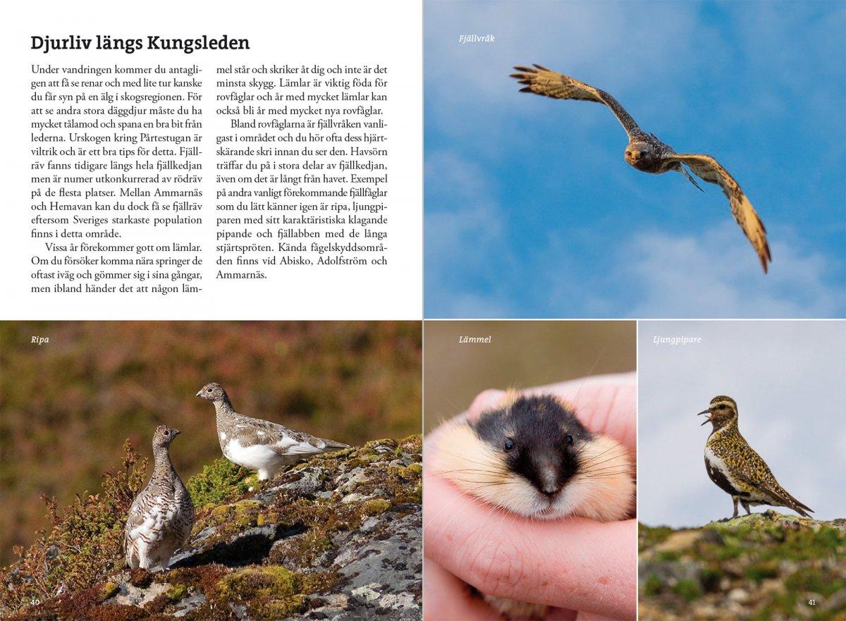 Fjällvandra längs Kungsleden Abisko - Hemavan