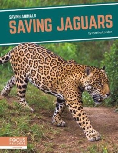 Saving Animals: Saving Jaguars