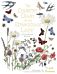 The Country Diary of an Edwardian Lady Colouring B