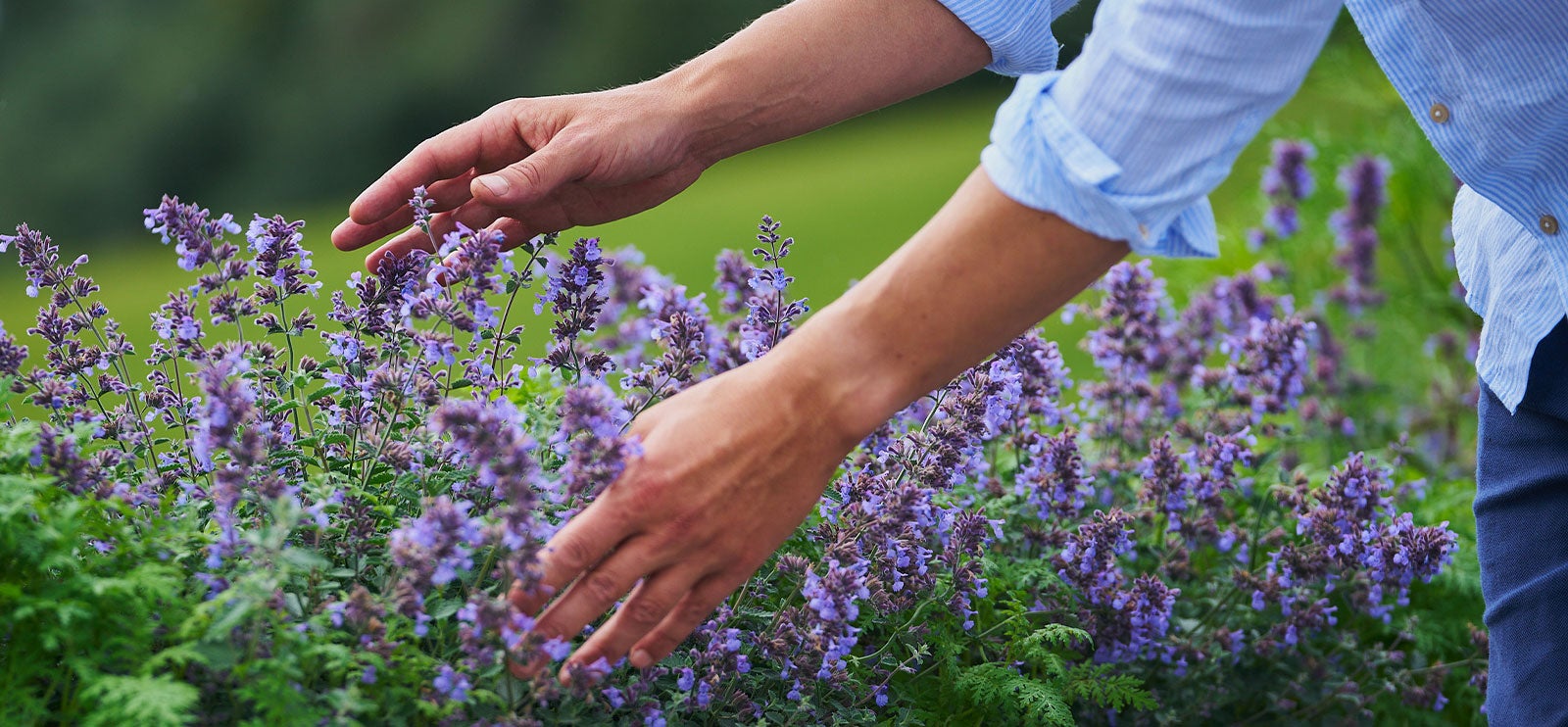 Krukkedilla Dyrk lavendel