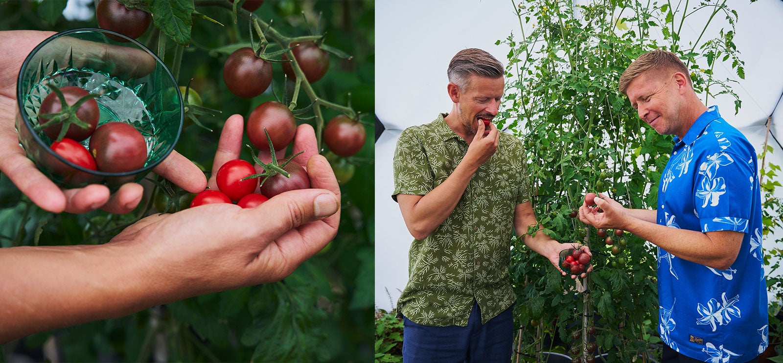 Krukkedilla Dyrk tomater i krukke